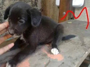 Cachorro raça  idade 2 a 6 meses nome sem nome