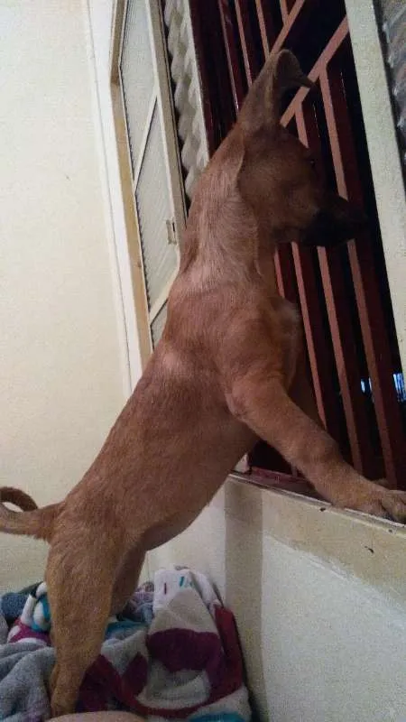 Cachorro ra a SRD idade 2 a 6 meses nome Xena