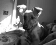 Xena