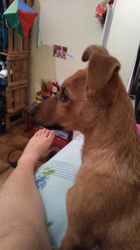 Cachorro ra a SRD idade 2 a 6 meses nome Xena