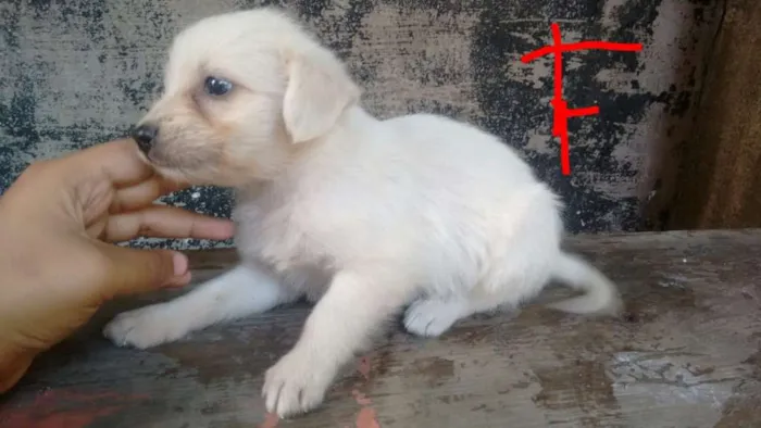 Cachorro ra a  idade 2 a 6 meses nome sem nome