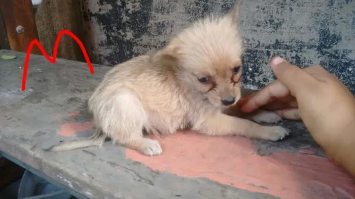 Cachorro ra a  idade 2 a 6 meses nome sem nome