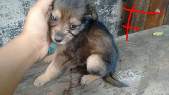 Cachorro ra a  idade 2 a 6 meses nome sem nome