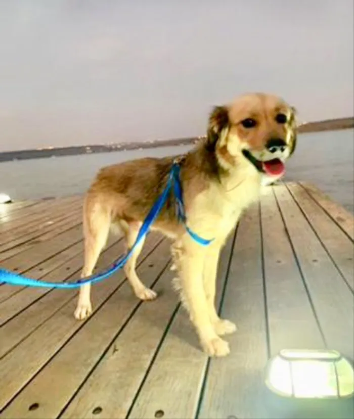 Cachorro ra a SRD idade 1 ano nome Caramelo 
