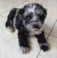 Bob 