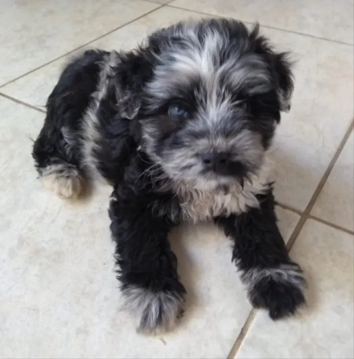Cachorro ra a Mestiço  idade 2 a 6 meses nome Bob 
