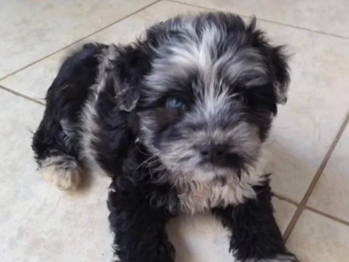 Cachorro ra a Mestiço  idade 2 a 6 meses nome Bob 