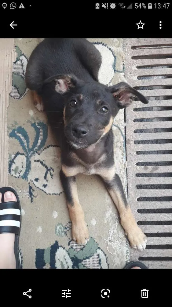Cachorro ra a Vira lata  idade 2 a 6 meses nome Sem nome