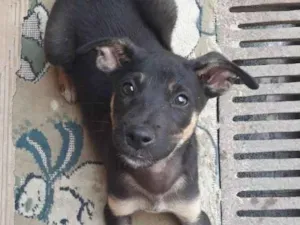 Cachorro raça Vira lata  idade 2 a 6 meses nome Sem nome