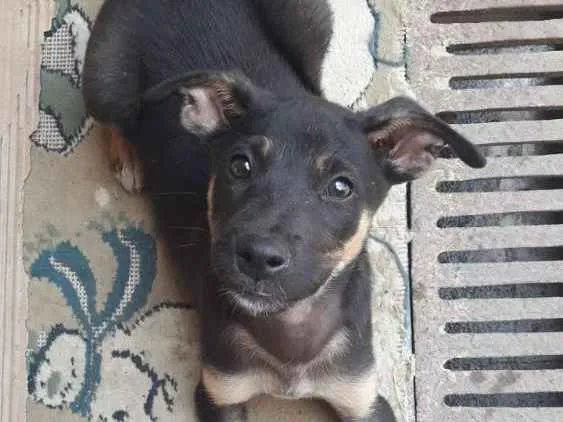 Cachorro ra a Vira lata  idade 2 a 6 meses nome Sem nome