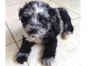Cachorro raça Mestiço  idade 2 a 6 meses nome Bob 