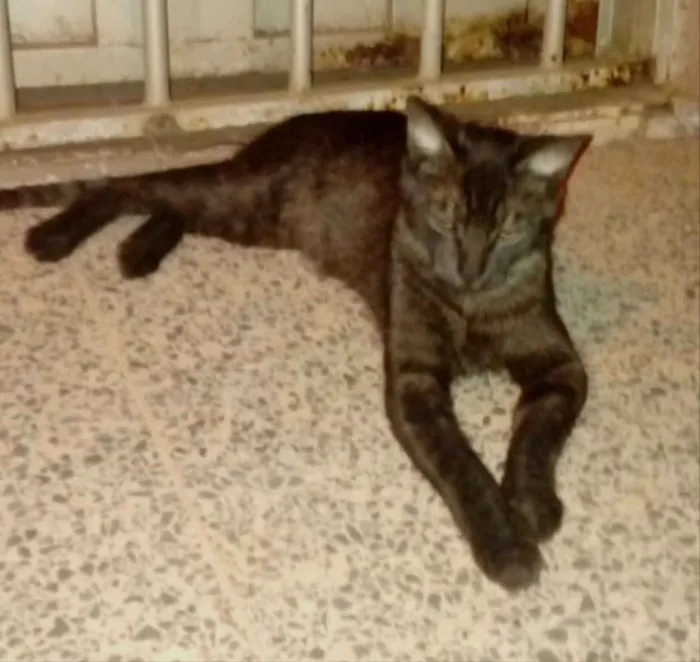 Gato ra a SRD idade 7 a 11 meses nome Fred 