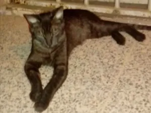 Gato raça SRD idade 7 a 11 meses nome Fred 