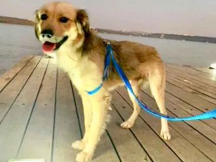 Cachorro ra a SRD idade 1 ano nome Caramelo 
