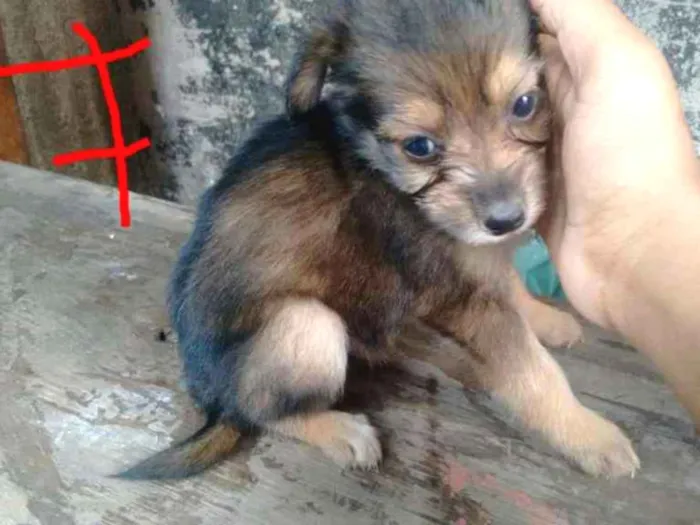 Cachorro ra a  idade 2 a 6 meses nome sem nome