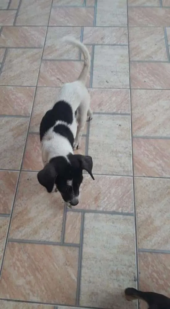 Cachorro ra a Vira lata  idade 2 a 6 meses nome Sem nome