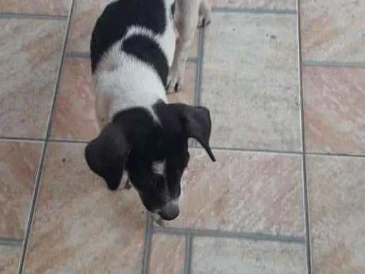 Cachorro ra a Vira lata  idade 2 a 6 meses nome Sem nome