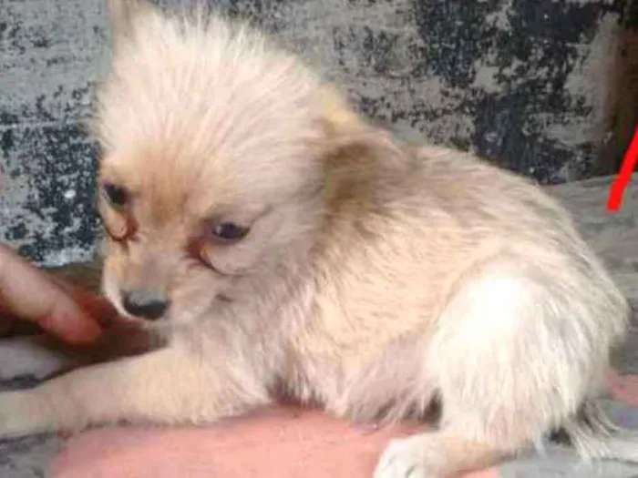 Cachorro ra a  idade 2 a 6 meses nome sem nome