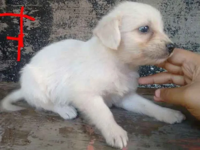 Cachorro ra a  idade 2 a 6 meses nome sem nome