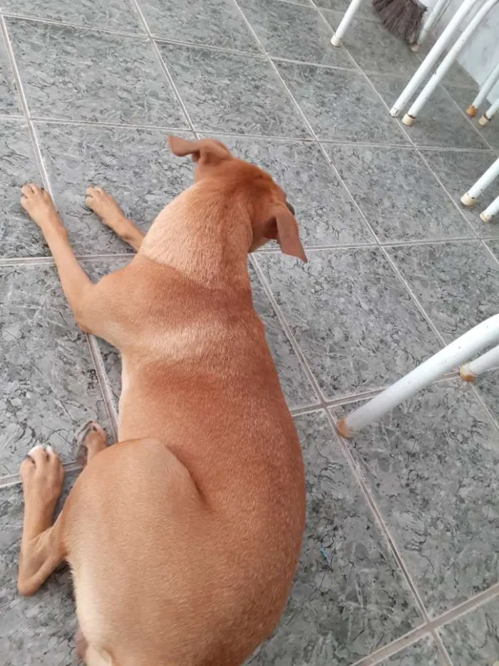 Cachorro ra a SDR idade 2 anos nome Lara