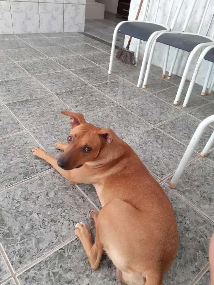 Cachorro ra a SDR idade 2 anos nome Lara