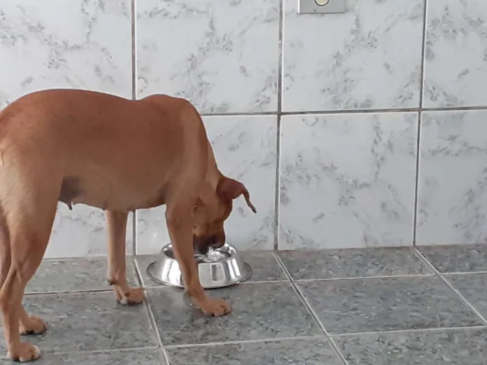 Cachorro ra a SDR idade 2 anos nome Lara