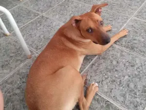 Cachorro raça SDR idade 2 anos nome Lara