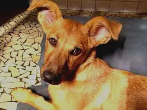 Cachorro raça SRD idade 2 a 6 meses nome Xena