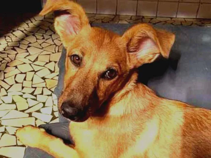 Cachorro ra a SRD idade 2 a 6 meses nome Xena