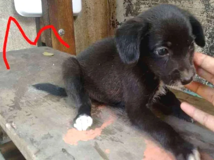 Cachorro ra a  idade 2 a 6 meses nome sem nome