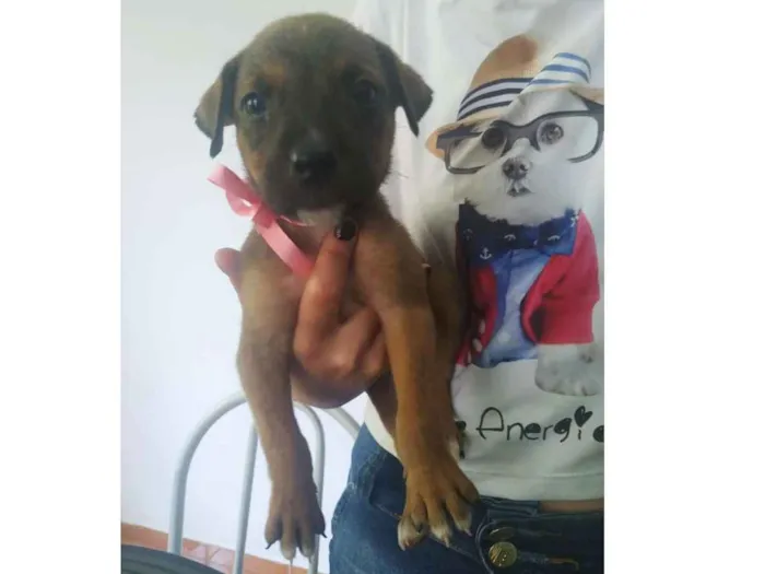 Cachorro ra a SRD idade Abaixo de 2 meses nome Não tem