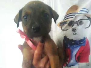 Cachorro raça SRD idade Abaixo de 2 meses nome Não tem