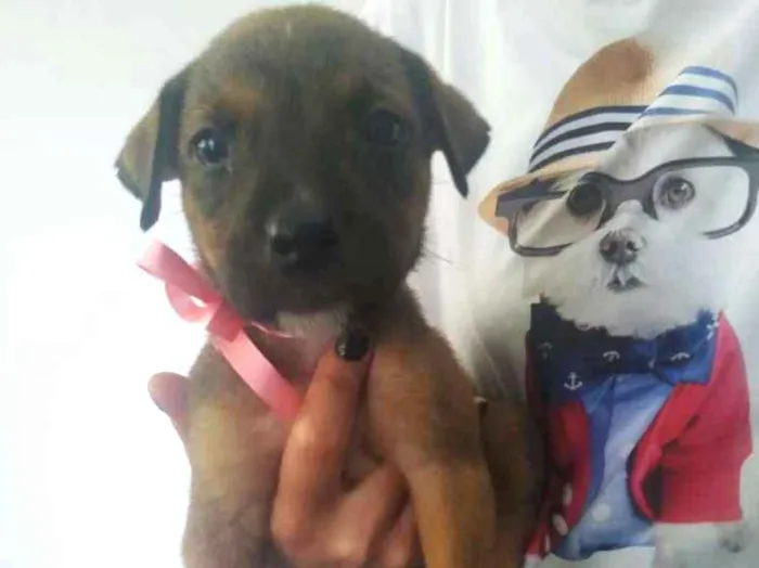 Cachorro ra a SRD idade Abaixo de 2 meses nome Não tem