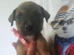 Cachorro raça SRD idade Abaixo de 2 meses nome Não tem