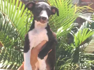Cachorro raça SRD idade 2 a 6 meses nome Pepy