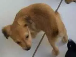 Cachorro raça Srd idade Abaixo de 2 meses nome Bolinhas