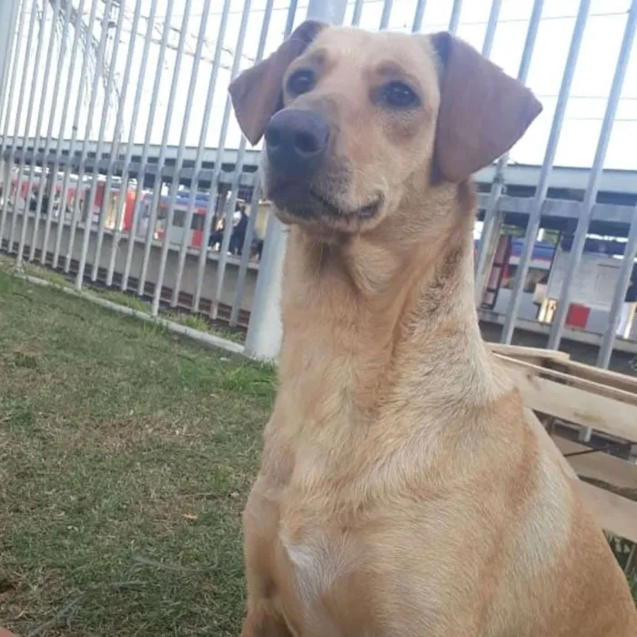 Cachorro ra a Sem raça definida idade 1 ano nome Sereia