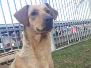 Cachorro raça Sem raça definida idade 1 ano nome Sereia