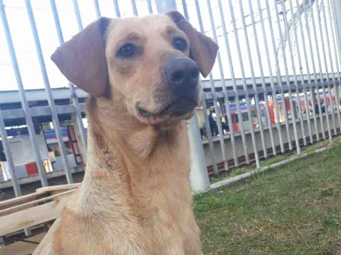 Cachorro ra a Sem raça definida idade 1 ano nome Sereia