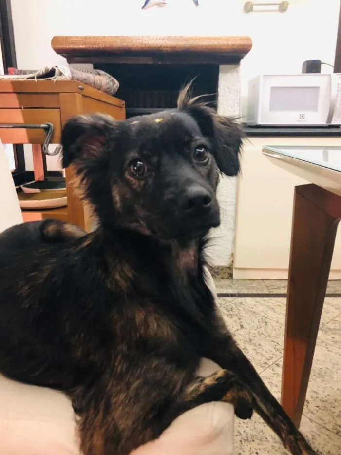 Cachorro ra a Sem raça definida idade 1 ano nome Wilma