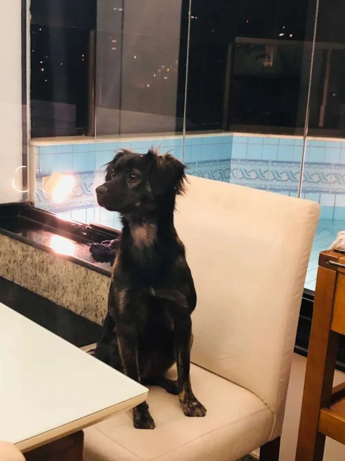 Cachorro ra a Sem raça definida idade 1 ano nome Wilma