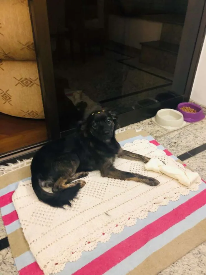 Cachorro ra a Sem raça definida idade 1 ano nome Wilma
