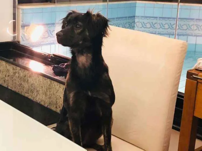 Cachorro ra a Sem raça definida idade 1 ano nome Wilma