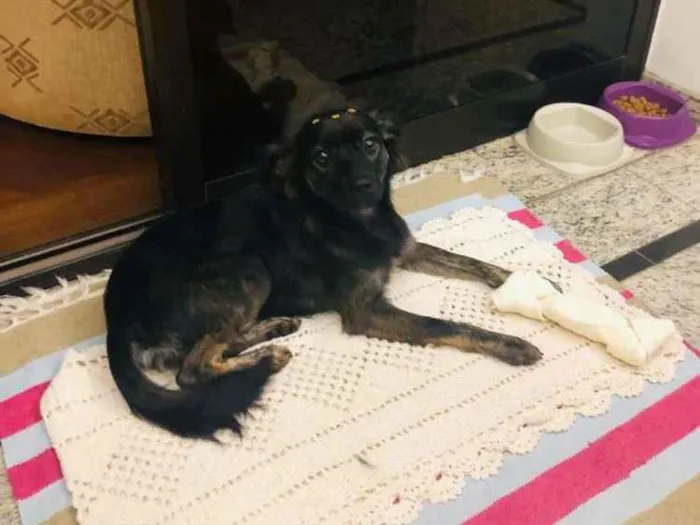 Cachorro ra a Sem raça definida idade 1 ano nome Wilma
