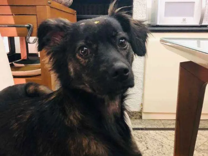 Cachorro ra a Sem raça definida idade 1 ano nome Wilma