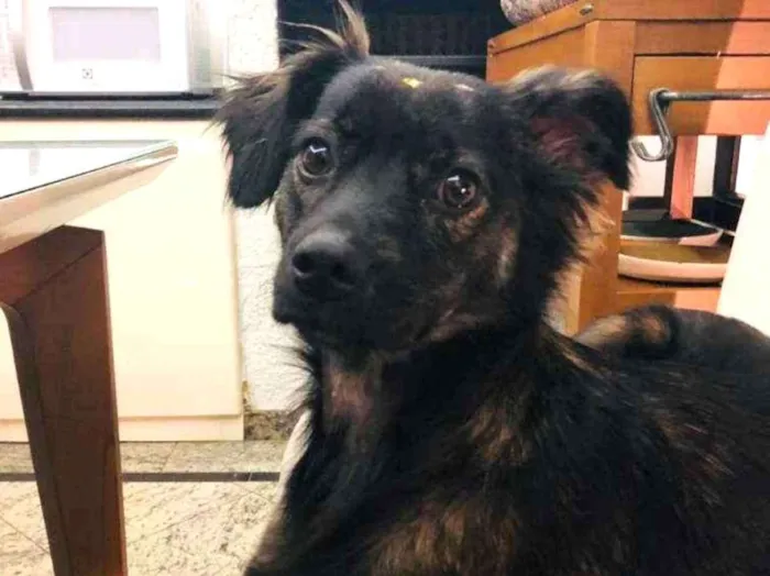 Cachorro ra a Sem raça definida idade 1 ano nome Wilma