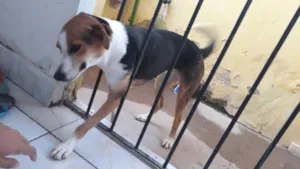 Cachorro raça RND idade 2 anos nome Shell