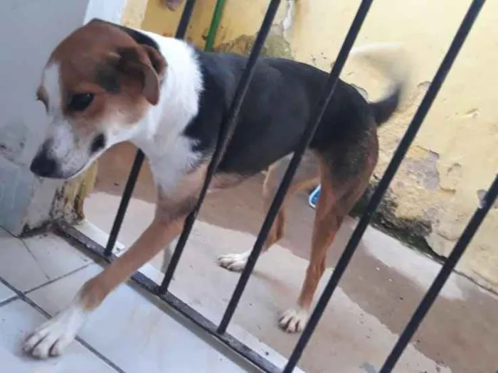 Cachorro raça RND idade 2 anos nome Shell