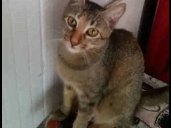 Gato ra a sem raça definida idade 2 anos nome Dara