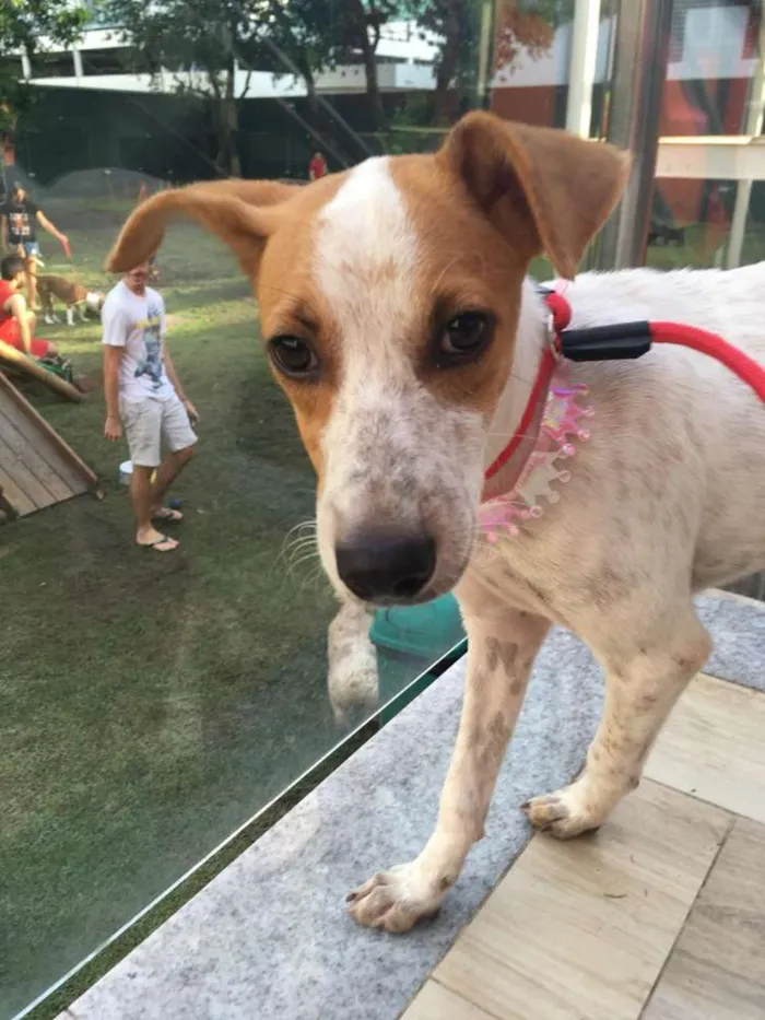 Cachorro ra a Vira lata idade 2 a 6 meses nome Shopia